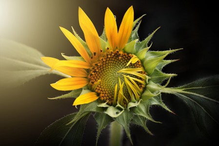Sonnenblume